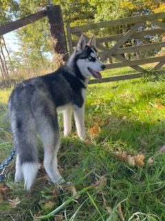 Of watson lake - Chiots disponibles - Siberian Husky
