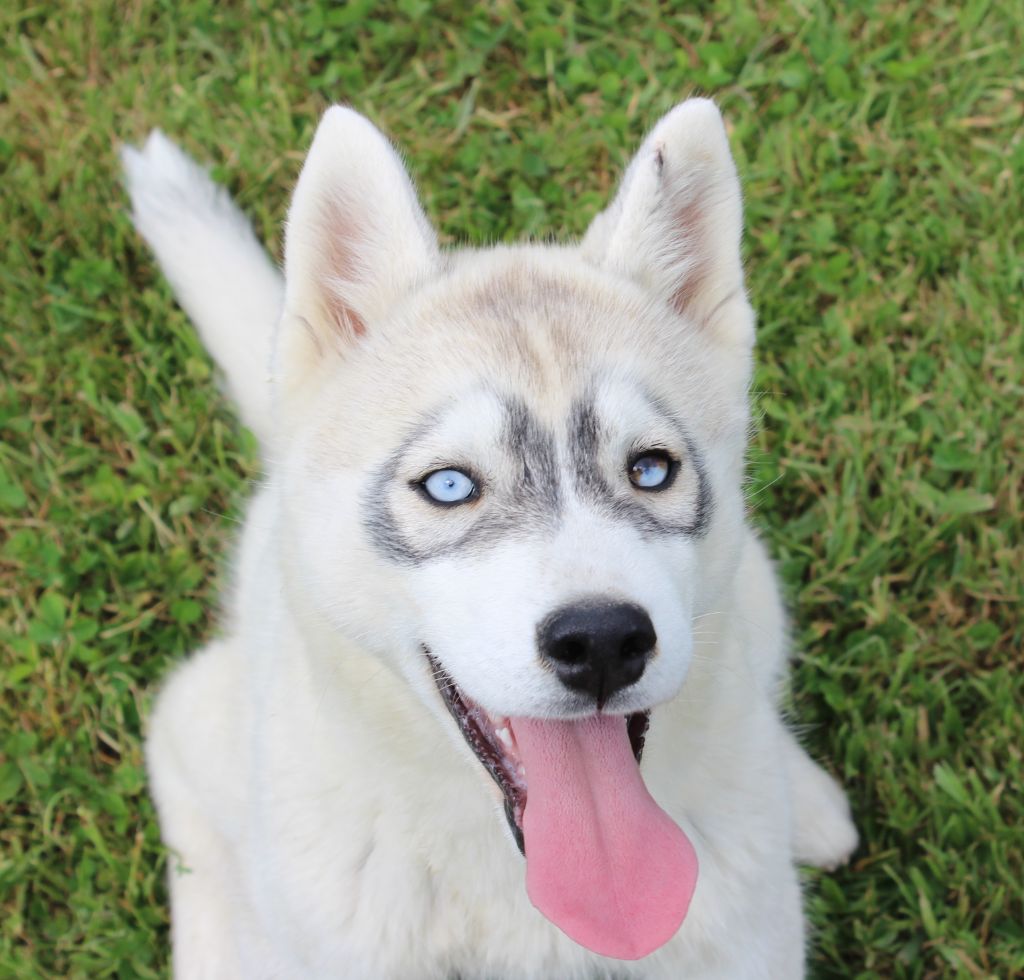 Of watson lake - Chiots disponibles - Siberian Husky
