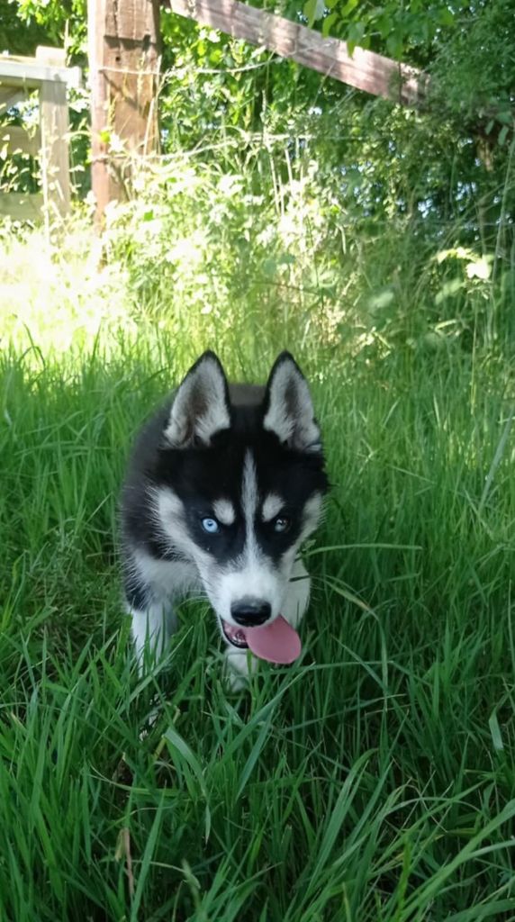 Of watson lake - Chiots disponibles - Siberian Husky