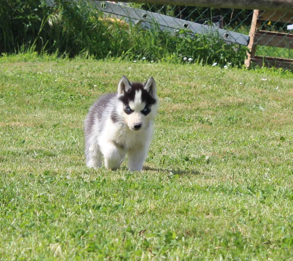 Of watson lake - Siberian Husky - Portée née le 13/03/2025