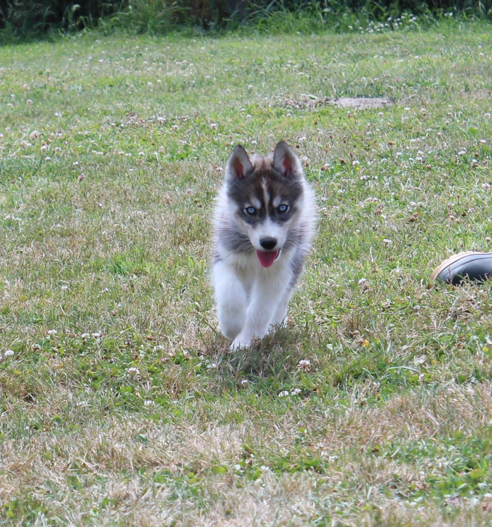 Of watson lake - Siberian Husky - Portée née le 13/04/2025