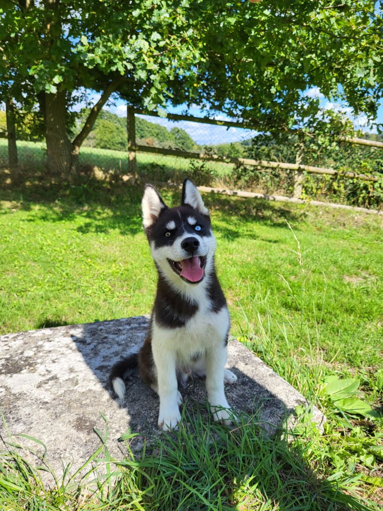 Of watson lake - Chiots disponibles - Siberian Husky