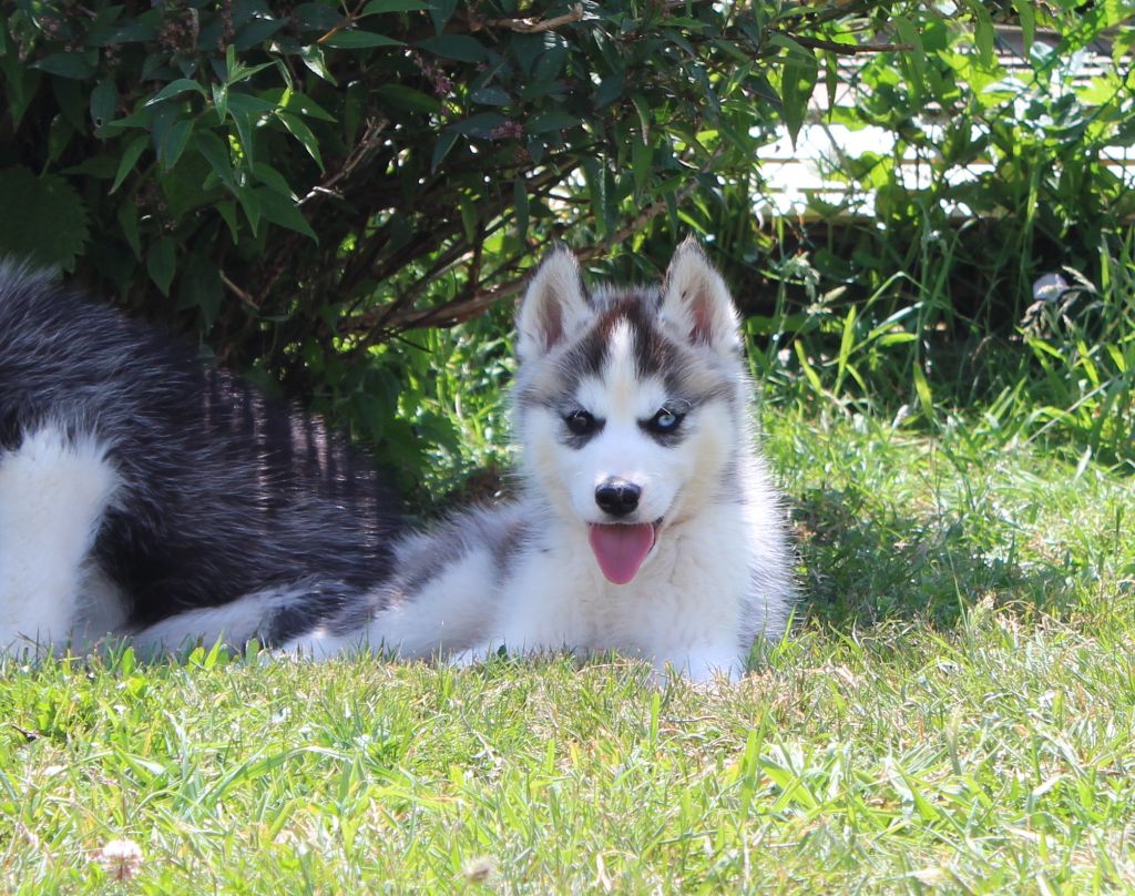 Of watson lake - Chiots disponibles - Siberian Husky