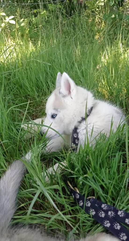 Of watson lake - Chiots disponibles - Siberian Husky