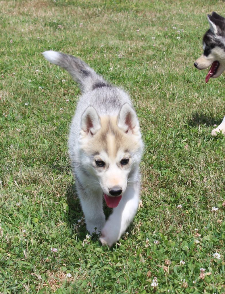 Of watson lake - Chiots disponibles - Siberian Husky