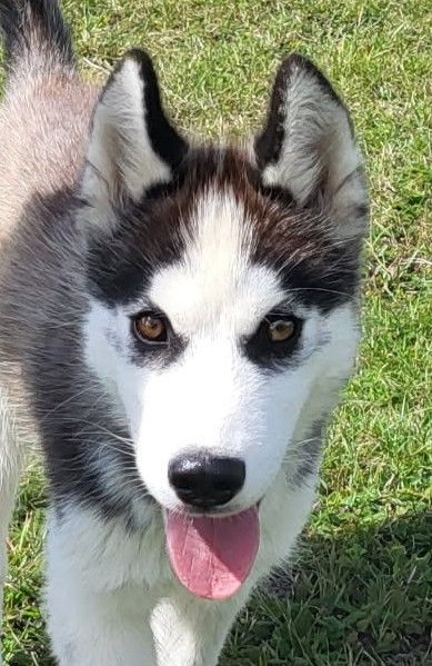 Of watson lake - Chiots disponibles - Siberian Husky