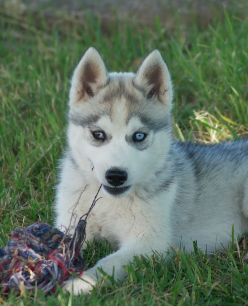 Of watson lake - Chiots disponibles - Siberian Husky