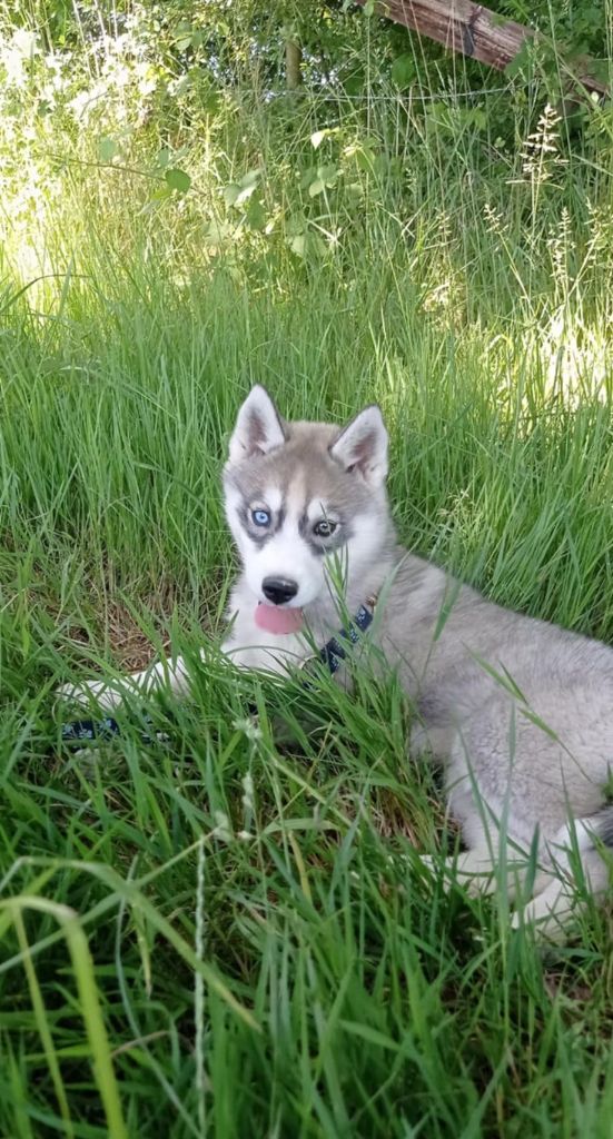 Of watson lake - Chiots disponibles - Siberian Husky