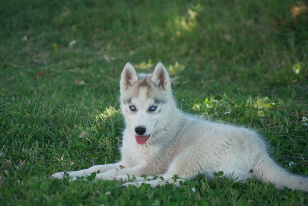 Of watson lake - Chiots disponibles - Siberian Husky