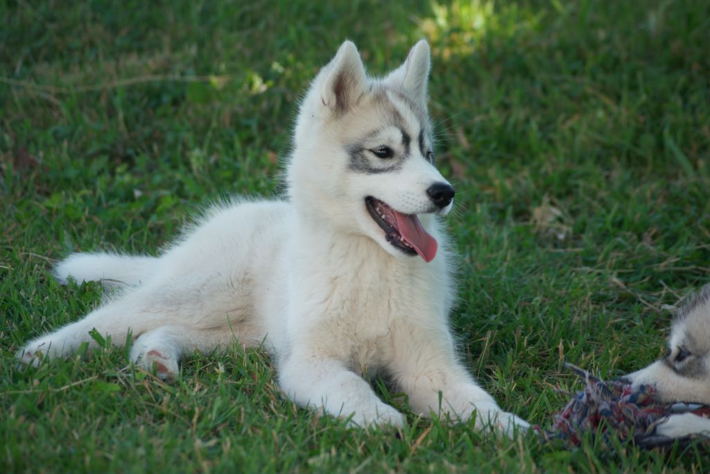 Of watson lake - Chiots disponibles - Siberian Husky