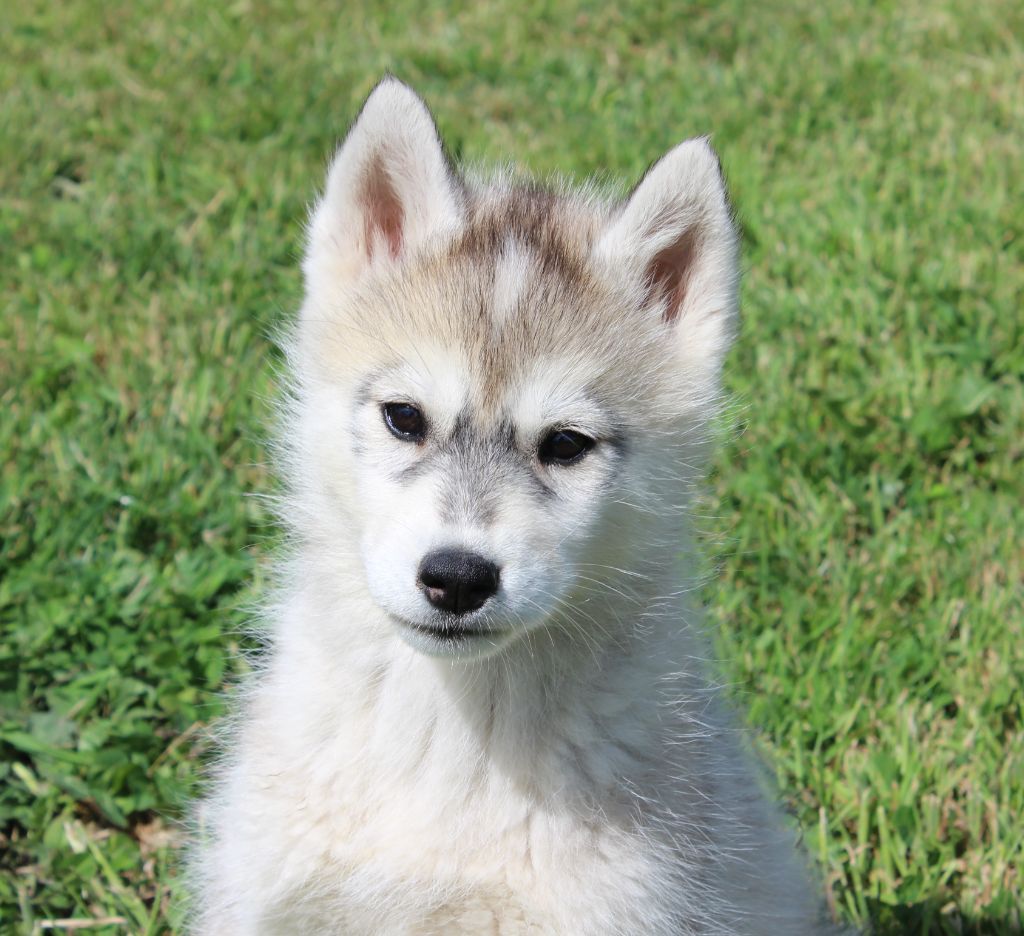 Of watson lake - Chiots disponibles - Siberian Husky