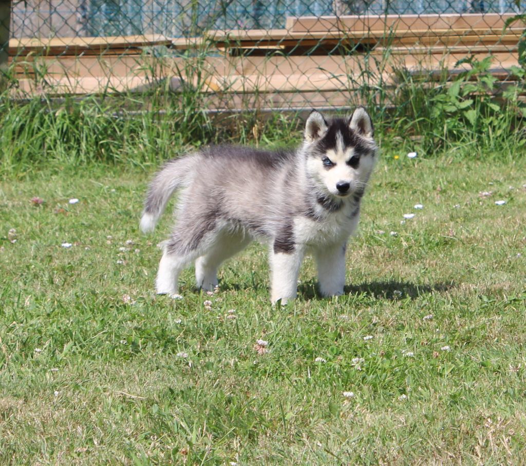 Of watson lake - Chiots disponibles - Siberian Husky