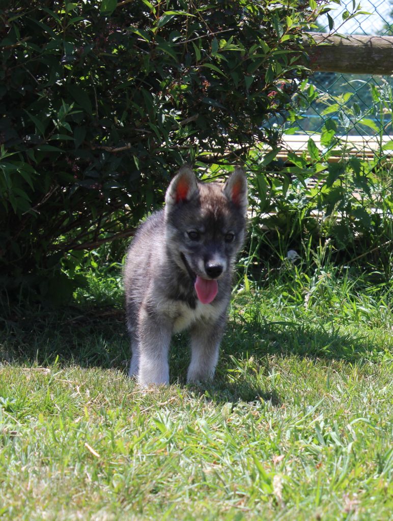 Of watson lake - Chiots disponibles - Siberian Husky