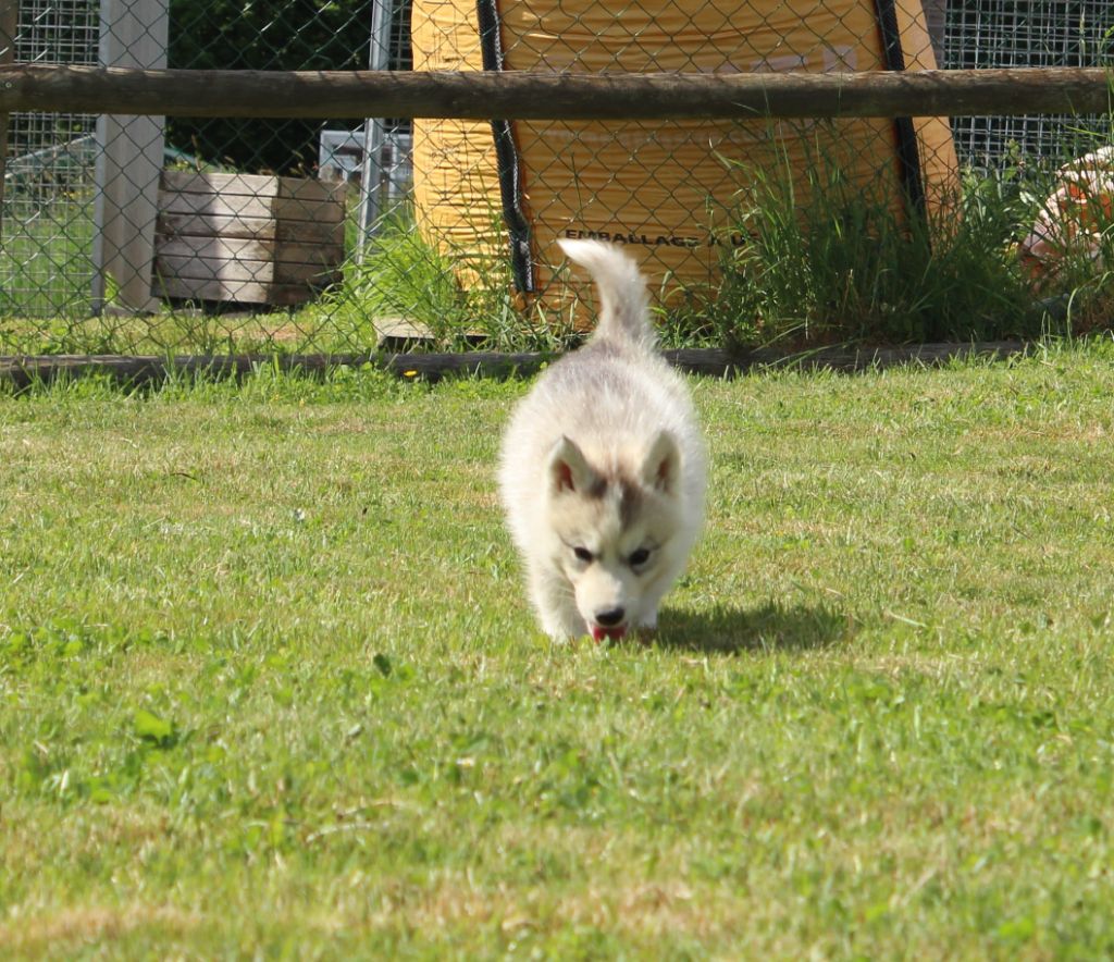 Of watson lake - Chiots disponibles - Siberian Husky