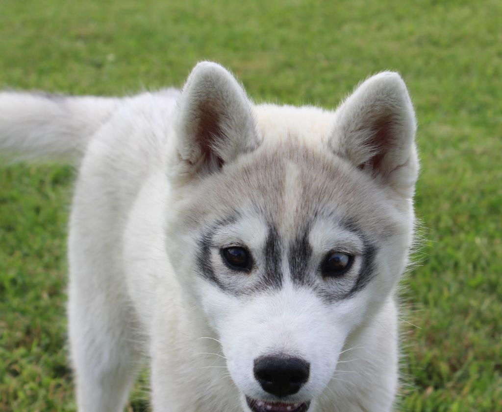 Of watson lake - Chiots disponibles - Siberian Husky