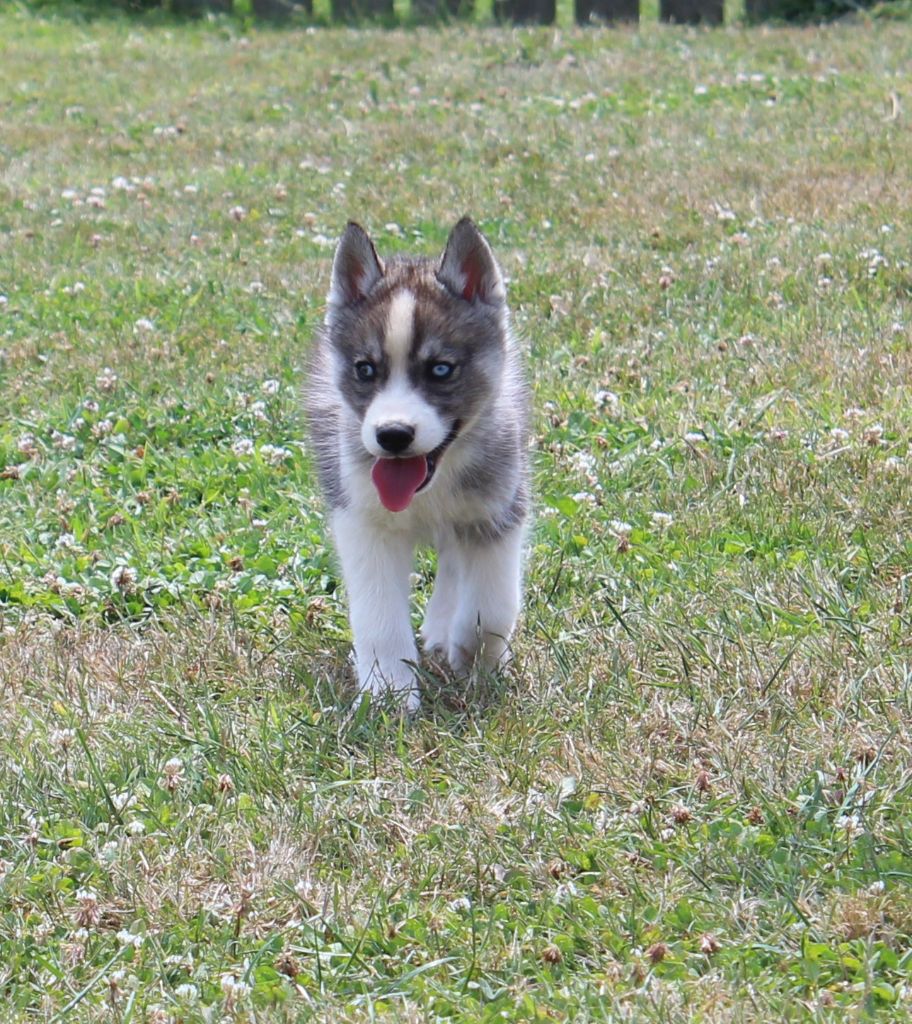 Of watson lake - Chiots disponibles - Siberian Husky