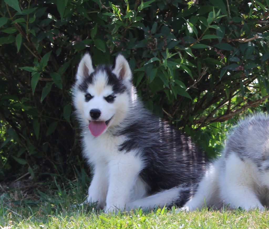 Of watson lake - Chiots disponibles - Siberian Husky