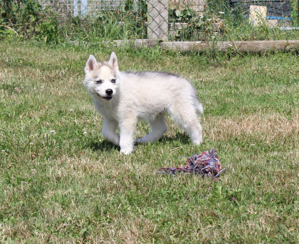 Of watson lake - Chiots disponibles - Siberian Husky