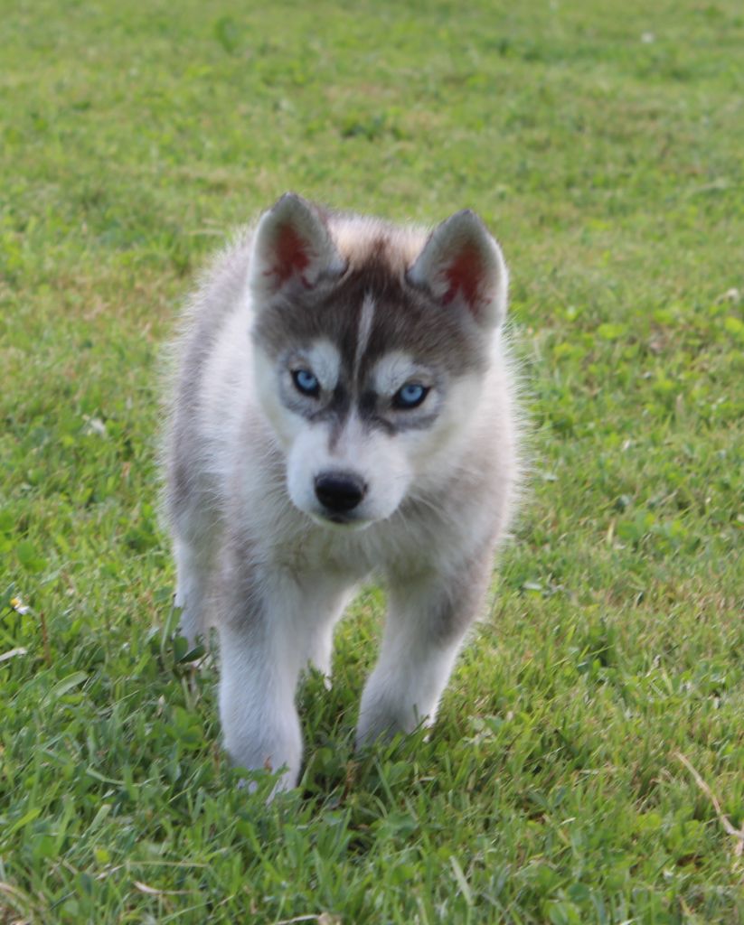 Of watson lake - Chiots disponibles - Siberian Husky