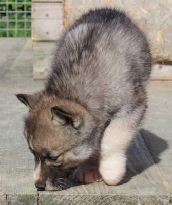 Femelle gris loup yeux bleus