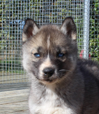 FFemelle gris loup yeux bleus