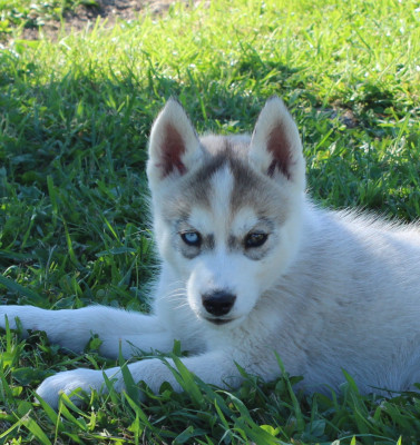 Mâle gris 2 yeux vairons