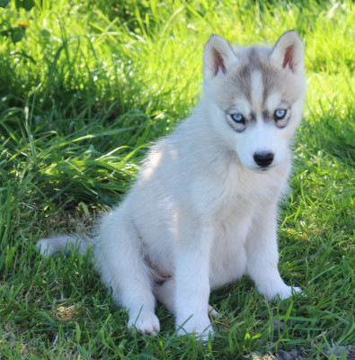 Femelle grise 3 yeux bleus