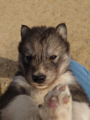 Mâle gris loup 1
