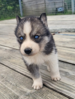 Femelle gris loup yeux bleus
