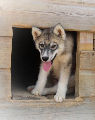 Mâle gris loup 2