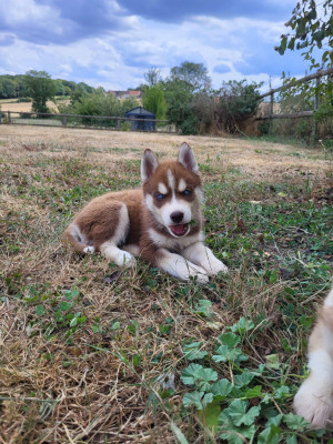 Chiot N°3