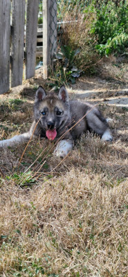 Chiot N°4