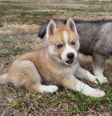 Chiot N°5