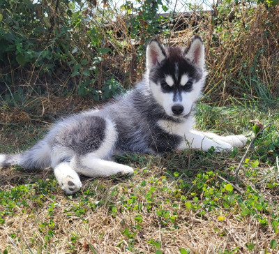 Chiot N°3