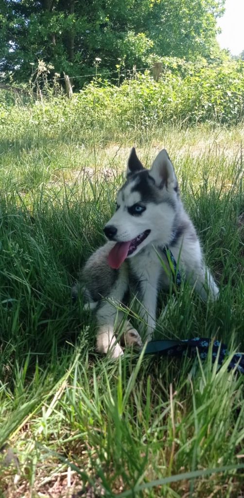 Of watson lake - Chiots disponibles - Siberian Husky