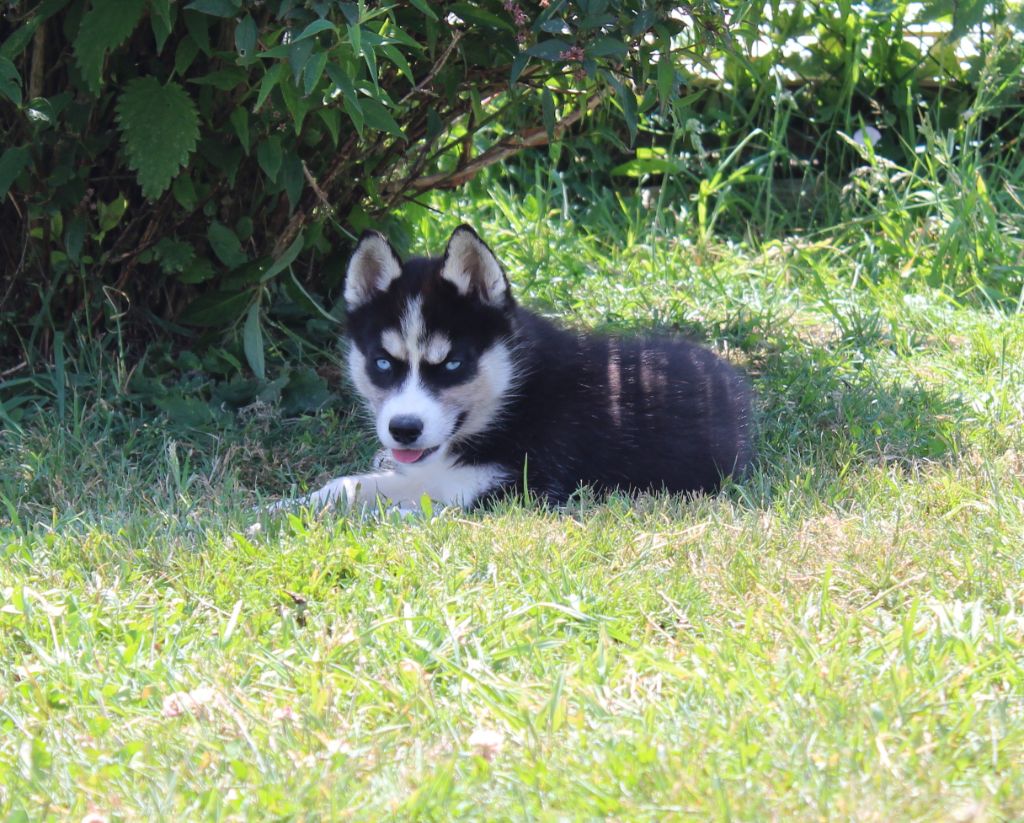 Of watson lake - Chiots disponibles - Siberian Husky