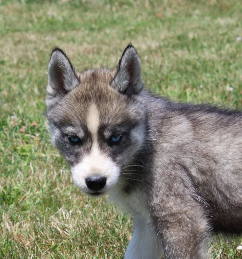 Of watson lake - Chiots disponibles - Siberian Husky