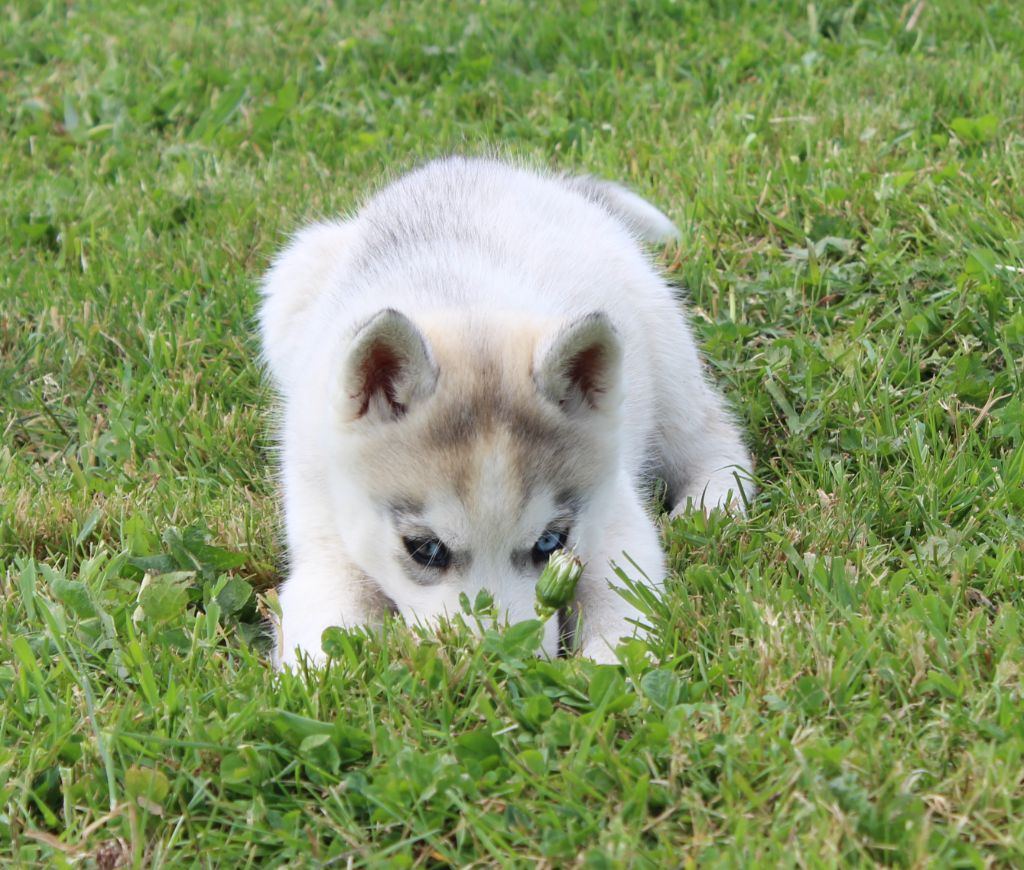 Of watson lake - Chiots disponibles - Siberian Husky
