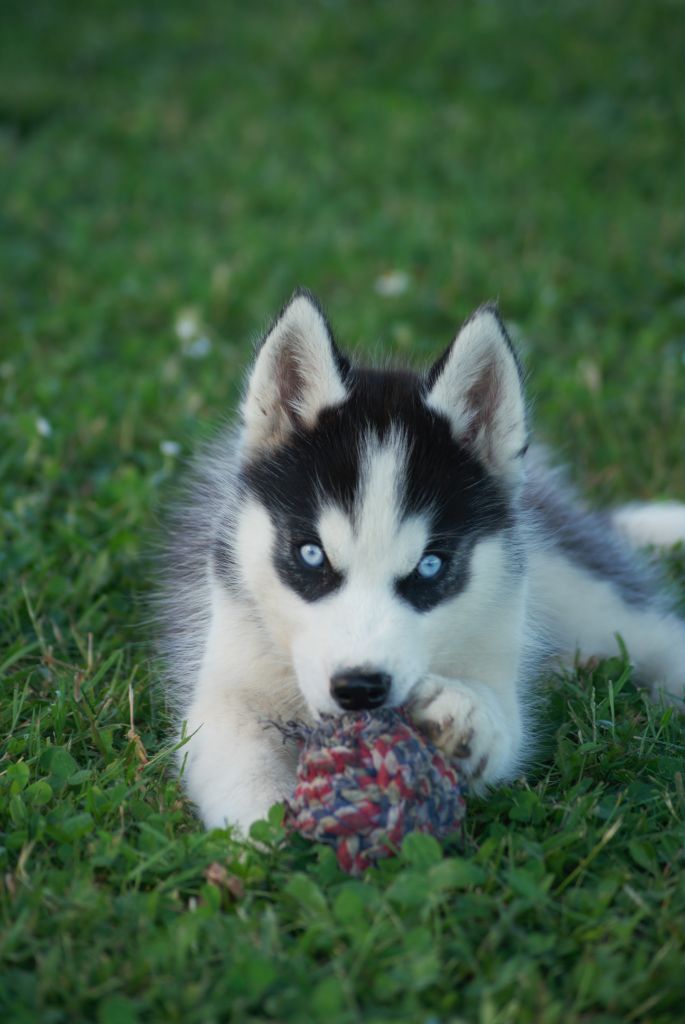 Of watson lake - Chiots disponibles - Siberian Husky