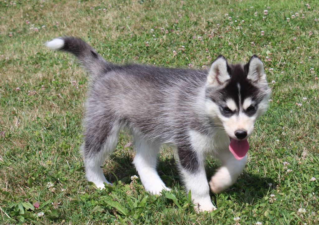 Of watson lake - Chiots disponibles - Siberian Husky