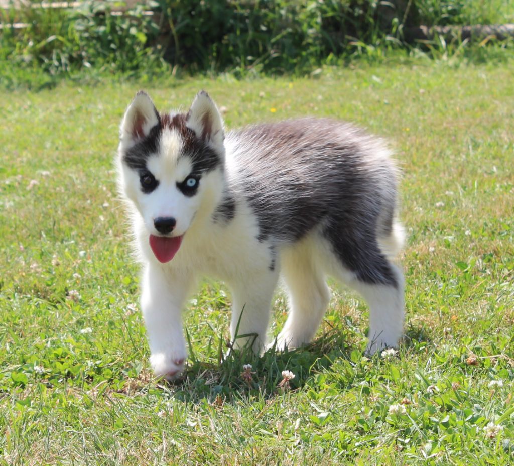 Of watson lake - Chiots disponibles - Siberian Husky