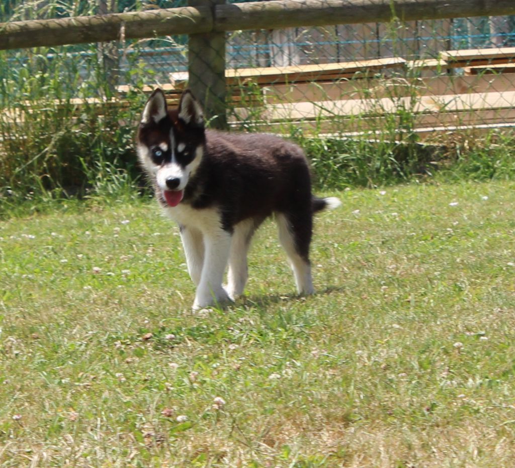 Of watson lake - Chiots disponibles - Siberian Husky