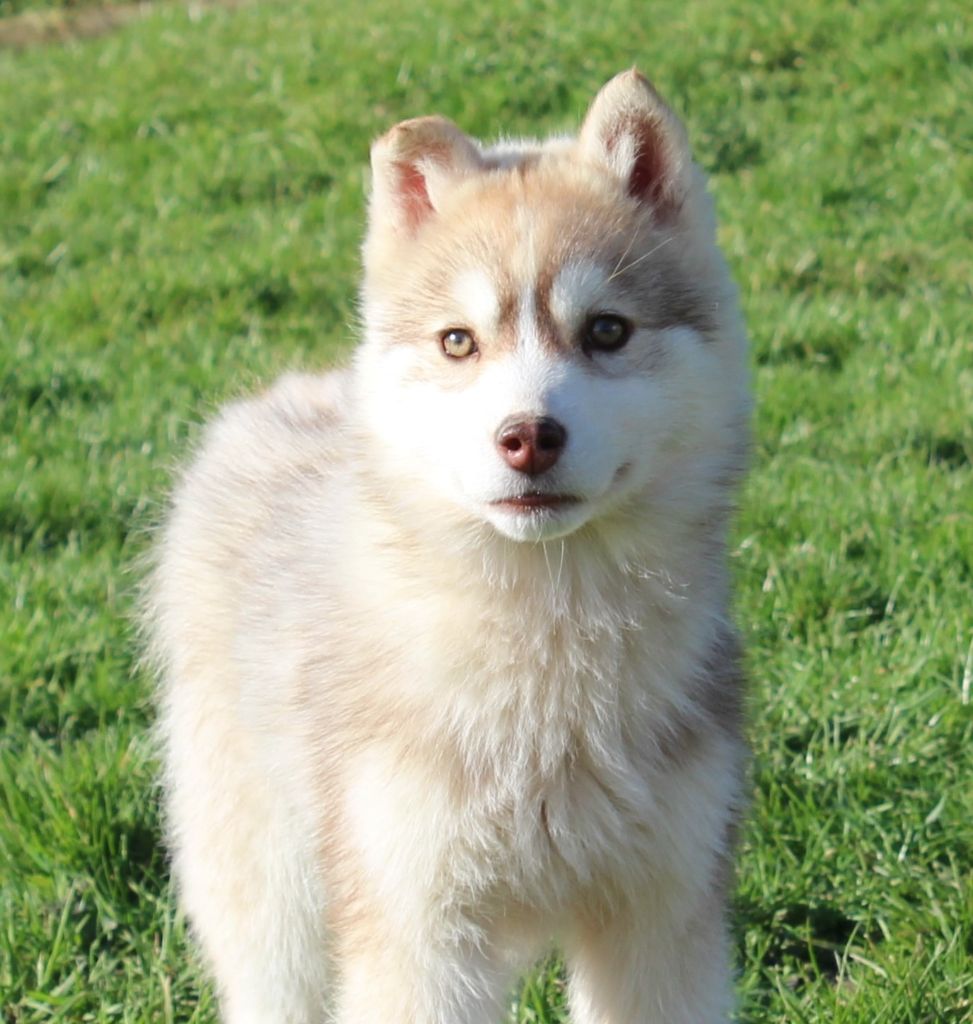 Chiot Siberian Husky Of watson lake