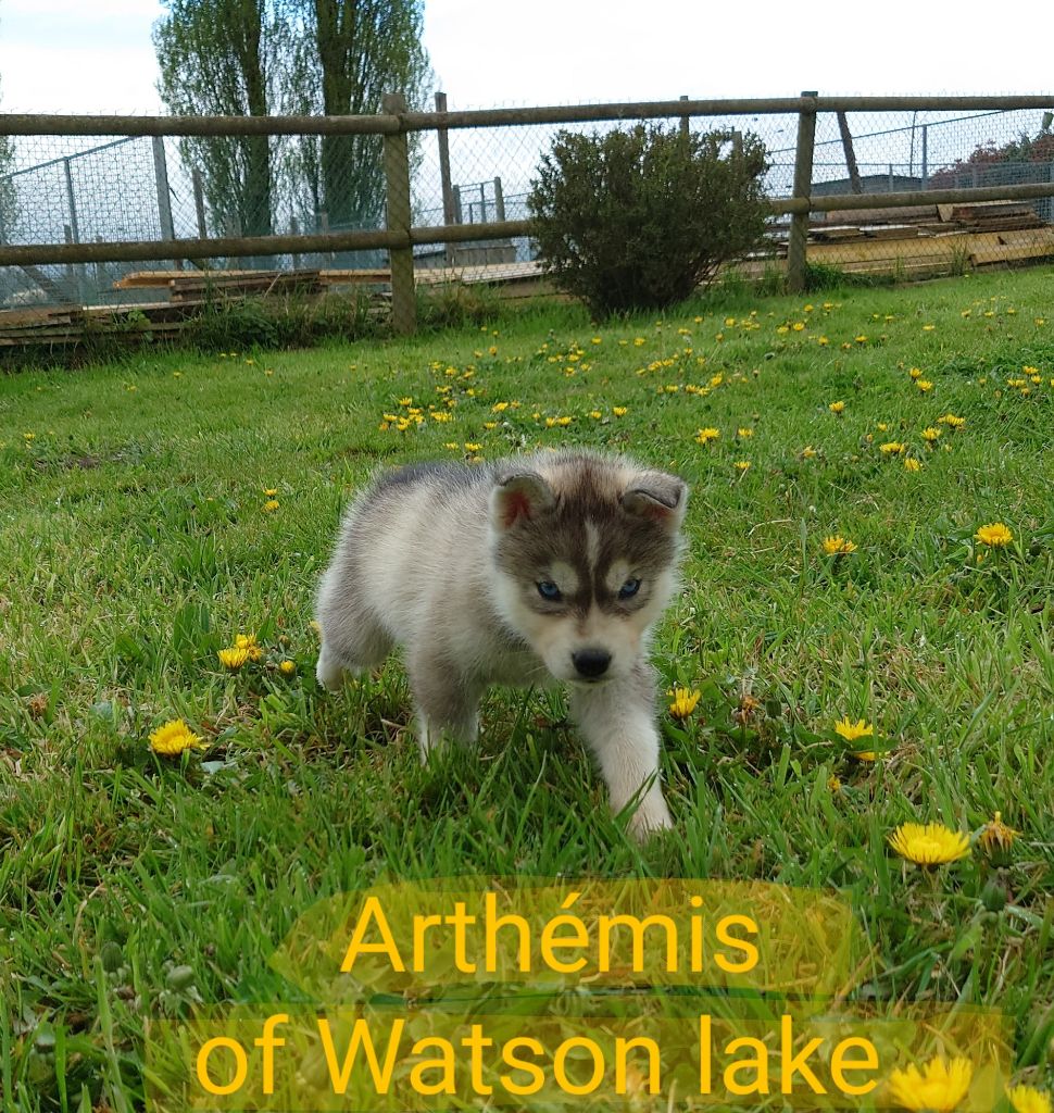 Of watson lake - Chiots disponibles - Siberian Husky