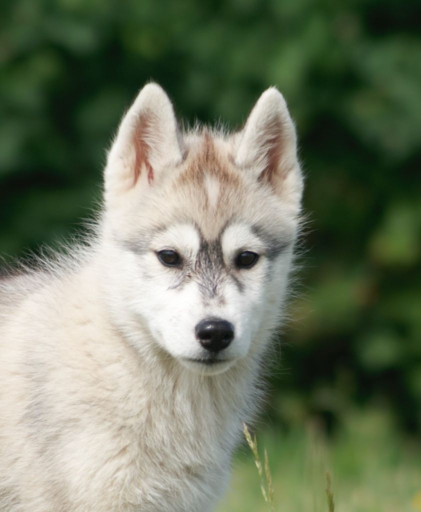 Of watson lake - Chiots disponibles - Siberian Husky
