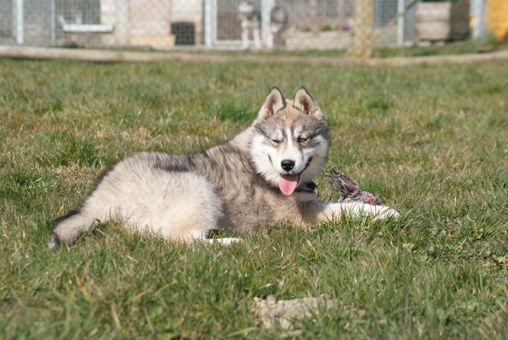 Chiot Siberian Husky Of watson lake