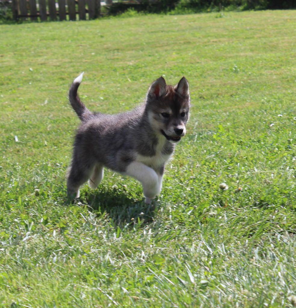 Of watson lake - Chiots disponibles - Siberian Husky