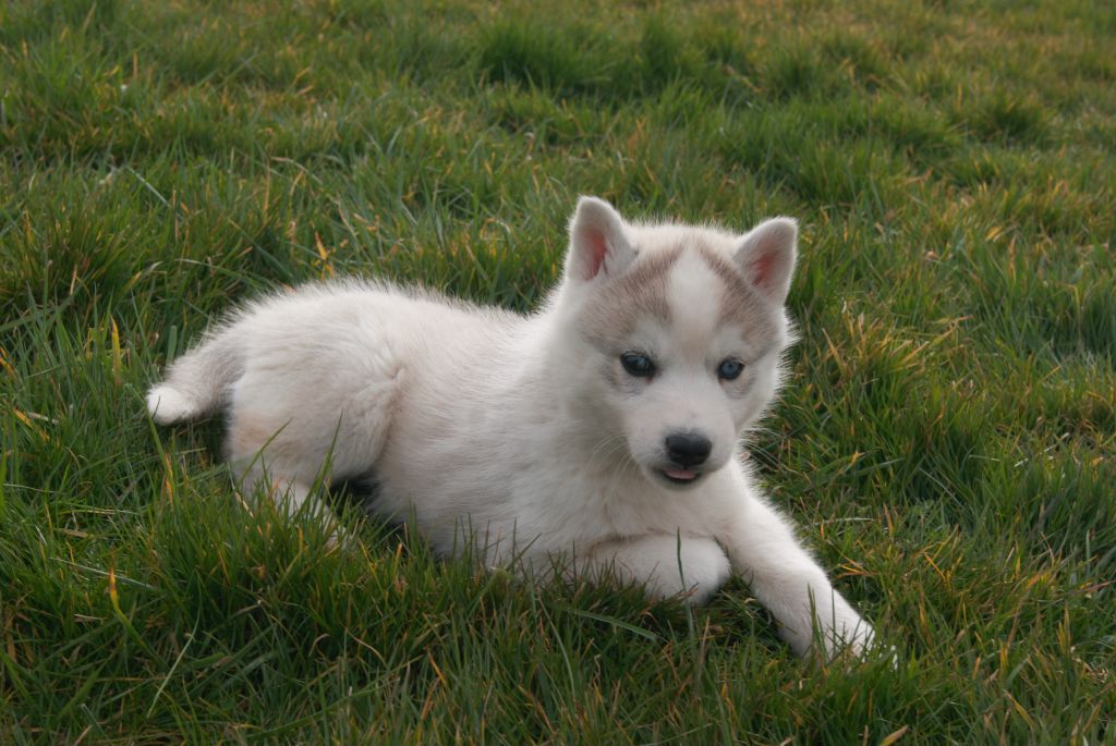 Of watson lake - Chiots disponibles - Siberian Husky