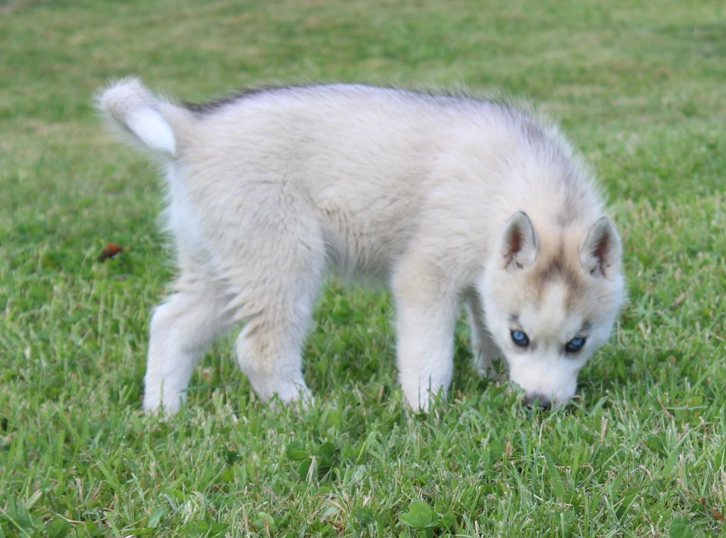 Of watson lake - Chiots disponibles - Siberian Husky