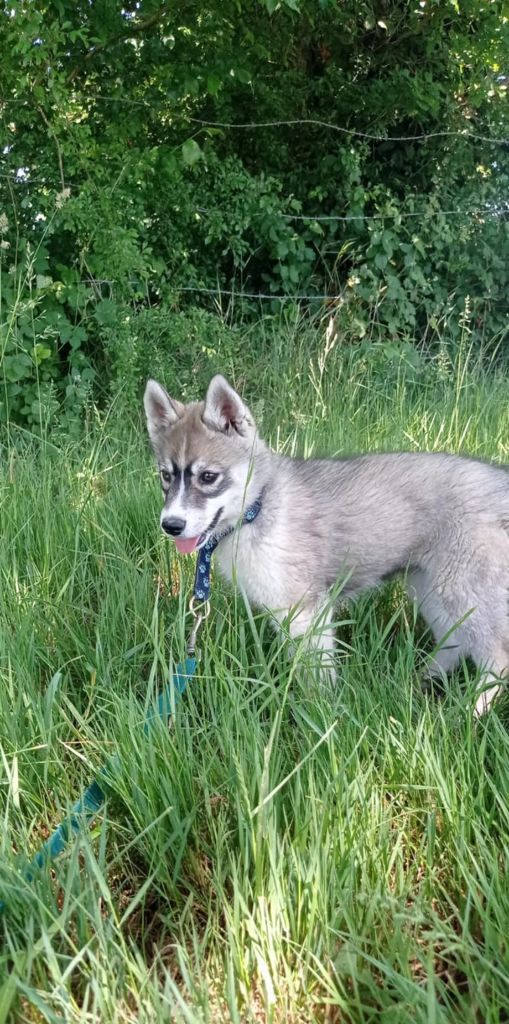 Of watson lake - Chiots disponibles - Siberian Husky